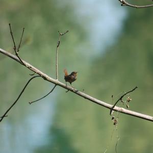 Winter Wren