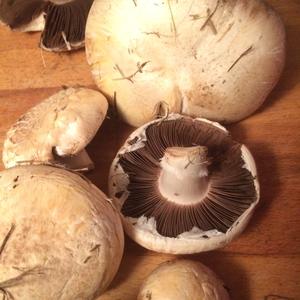 Unknown Species