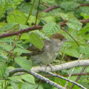 Blackcap