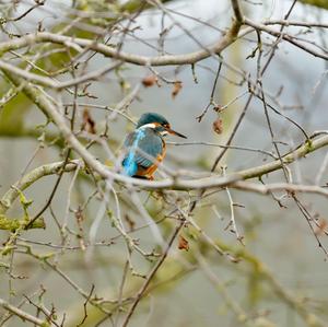 Common Kingfisher