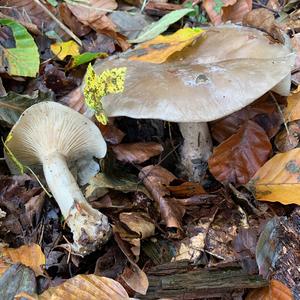 Cloudy Clitocybe