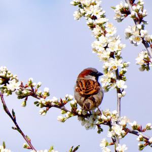 House Sparrow