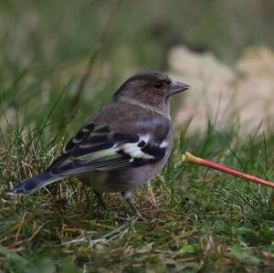 Eurasian Chaffinch