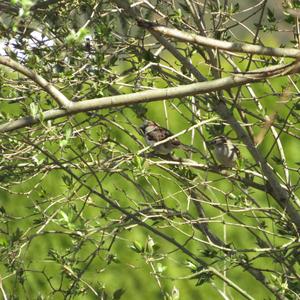 House Sparrow