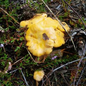 Chanterelle, Common