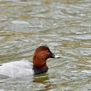 Common Pochard