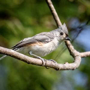 Black-crested Titmouse