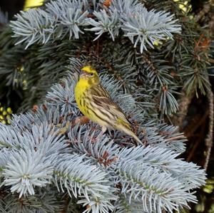 European Serin