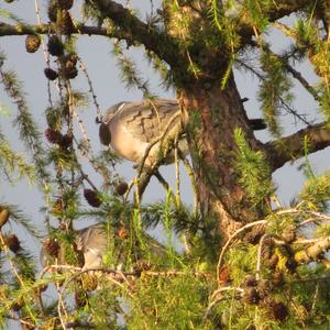 Common Wood-pigeon