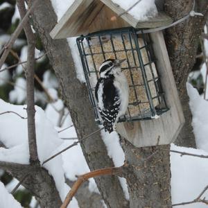 Downy Woodpecker