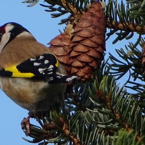 European Goldfinch