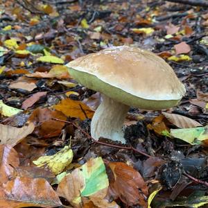 King Bolete