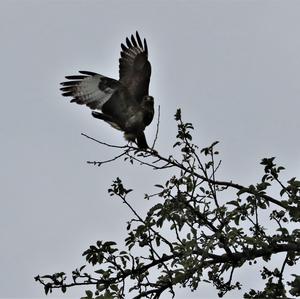 Common Buzzard