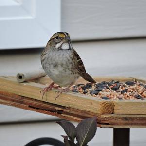 White-throated Sparrow