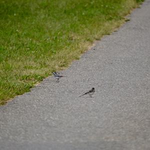 White Wagtail