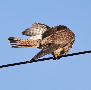 Common Kestrel