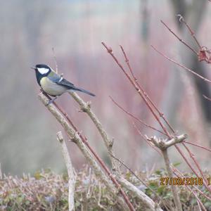 Great Tit