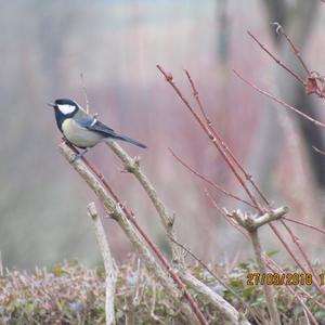 Great Tit