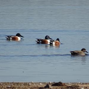 Northern Shoveler