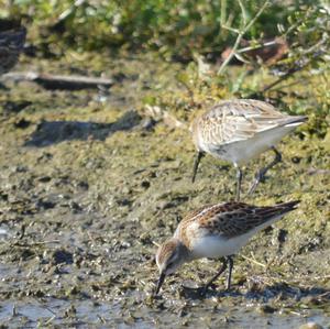 Little Stint