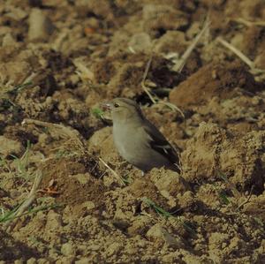 Eurasian Chaffinch