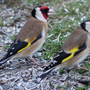 European Goldfinch