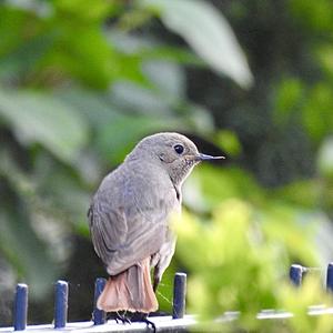 Black Redstart