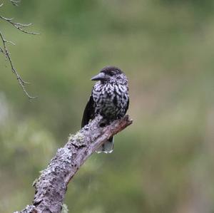 Spotted Nutcracker