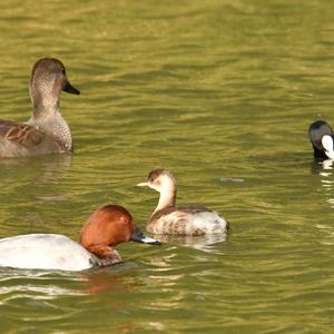 Common Coot