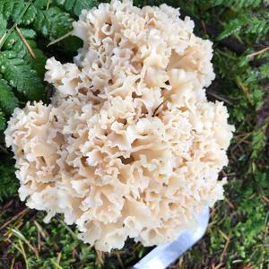 Eastern Cauliflower Mushroom