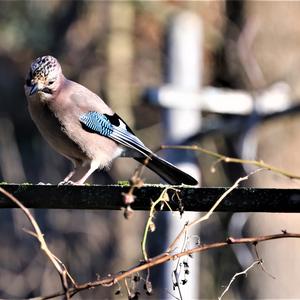 Eurasian Jay