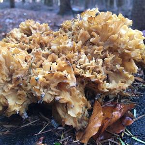 Eastern Cauliflower Mushroom