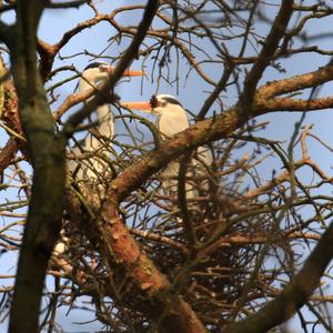 Grey Heron