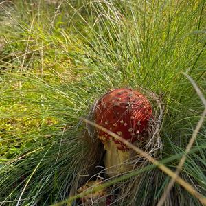 Fly Agaric