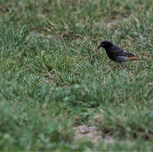 Black Redstart