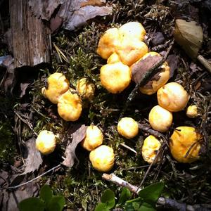 Chanterelle, Common