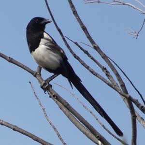 Black-billed Magpie