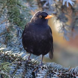 Eurasian Blackbird