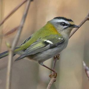 Firecrest