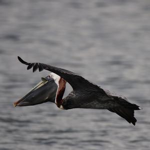 Brown Pelican