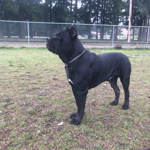 Cane Corso Italiano