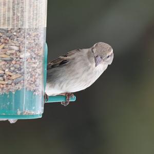 House Sparrow