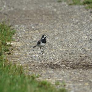 White Wagtail