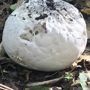 Giant Puffball