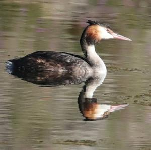 Great Crested Grebe