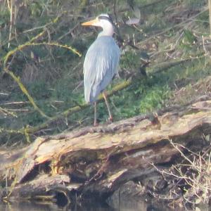 Grey Heron