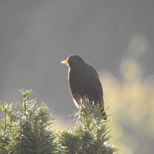 Eurasian Blackbird