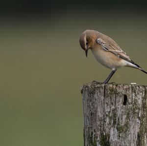 Northern Wheatear