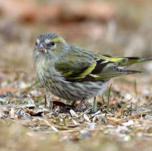 Eurasian Siskin