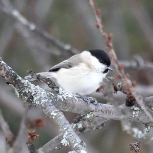 Marsh Tit